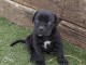 Canne Corse Lof Disponible a présent 4 chiots 