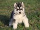 A donner chiot husky siberian femelle yeux bleu