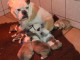 Chiots Bulldog Anglais disponibles 