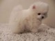 Chiot  spitz nain blanche femelle