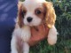 A donnez chiot cavalier charle spaniel femelle