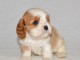 Chiot cavalier King charles spaniel mâle