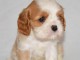 Chiot cavalier King charles spaniel mâle