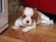 Chiot cavalier King charles spaniel mâle