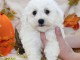 Chiot Bichon frisé femelle et mâle à donner