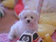 Chiot Bichon frisé femelle et mâle à donner