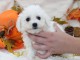 Chiot Bichon frisé femelle et mâle à donner