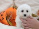 Chiot Bichon frisé femelle et mâle à donner