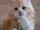 dorables Chatons maine coon dispo de suite