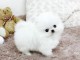 Magnifique chiot type spitz nain a donner femelle et mâle