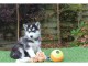 Disponible de suite à l’adoption chiots husky