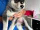 disponible de suite Husky de Sibérie