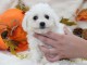 Chiot Bichon frisé femelle et mâle à donner