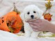 Chiot Bichon frisé à donner