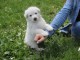 Chiot Bichon frisé à donner