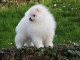 Chiot spitz Allemand nain femelle blanche