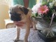 Adoptez chiot carlin femelle affectueuse