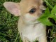 A donner Adorable Chiot chihuahua femelle