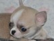 A donner Adorable Chiot chihuahua femelle