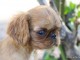 chiot king charles spaniel