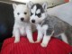 A donnez Chiot Siberian Husky femelle et mâle