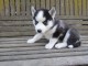 A donnez Chiot Siberian Husky femelle et mâle