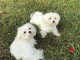 Bichon de maltais recherche famille d