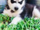 Disponible de suite à l’adoption chiots husky