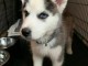 Magnifique 2femelles et male Husky Sibérie