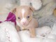 Adorable Chiot type chihuahua