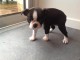 Donne chiot boston terrier femelle au lof