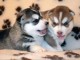 Adorable chiots de type husky sibérien a donner