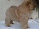 Adorables chiots de race chow-chow disponibles de suite