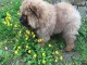 Adorables chiots de race chow-chow disponibles de suite