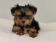 Chiot femelle yorkshire terrier a adoptez