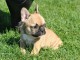 Chiots type bouledogue francais femelle à placer