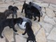 Chiots Braque Allemand