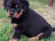 Magnifique et adorable chiot rottweiller