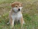 Chiots shiba inu lof de couleur fauve