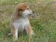 Chiots shiba inu lof de couleur fauve