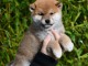 Sublimes Chiots Shiba Inu Pure Race