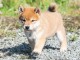 Magnifique et adorable chiot shiba inu