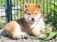 Magnifique et adorable chiot shiba inu