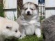 chiot pomsky a donner