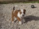 chiots staffordshire a donner