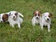 Chiots jack russel femelle/Mâle à adopter