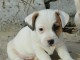 Chiots Jack Russel femelle a donner