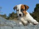 Chiots Jack Russel femelle a donner