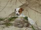 Chiots Jack Russel femelle a donner