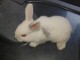 bébé lapins nain dispo de suite pour adoption
